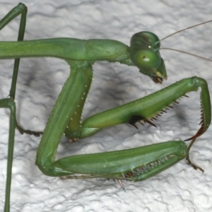 Pseudomantis albofimbriata at Ainslie, ACT - 28 Apr 2020