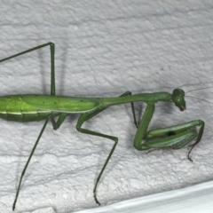 Pseudomantis albofimbriata at Ainslie, ACT - 28 Apr 2020