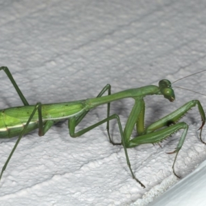 Pseudomantis albofimbriata at Ainslie, ACT - 28 Apr 2020