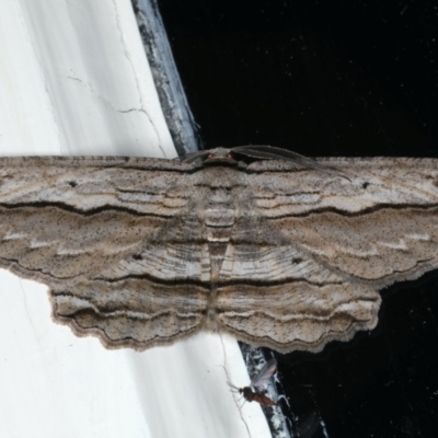 Euphronarcha luxaria (Striated Bark Moth) at Ainslie, ACT - 28 Apr 2020 by jb2602