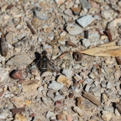 Villa sp. (genus) (Unidentified Villa bee fly) at Aranda, ACT - 6 Apr 2020 by Tammy