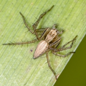 Oxyopes sp. (genus) at Melba, ACT - 10 Feb 2012 02:36 PM