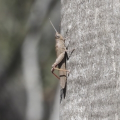 Pardillana limbata (Common Pardillana) at O'Connor, ACT - 28 Apr 2020 by AlisonMilton