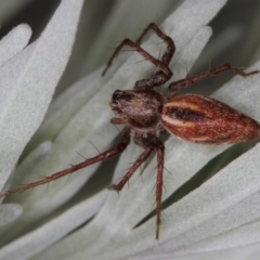 Oxyopes sp. (genus) (Lynx spider) at Melba, ACT - 11 Feb 2012 by Bron