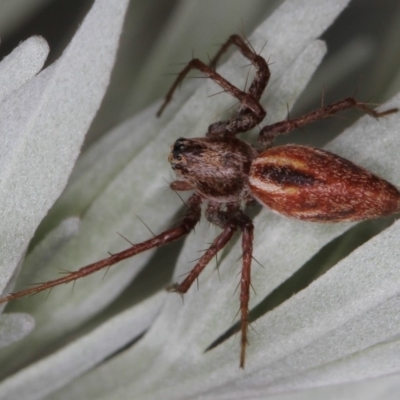 Oxyopes (genus) (Lynx spider) at Melba, ACT - 11 Feb 2012 by Bron