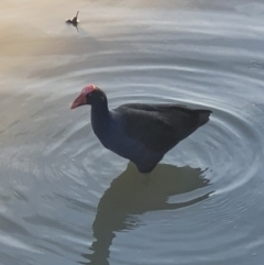 Porphyrio melanotus (Australasian Swamphen) at Franklin, ACT - 15 Apr 2020 by j4ck