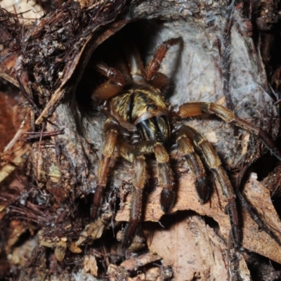 Arbanitis sp. (genus) (A spiny trapdoor spider) at Acton, ACT - 23 Feb 2018 by Harrisi