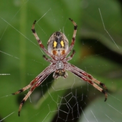 Salsa fuliginata (Sooty Orb-weaver) at Evatt, ACT - 28 Nov 2015 by TimL