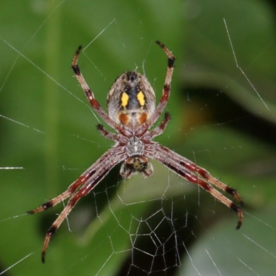 Salsa fuliginata (Sooty Orb-weaver) at Evatt, ACT - 28 Nov 2015 by TimL