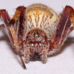 Salsa fuliginata (Sooty Orb-weaver) at Evatt, ACT - 29 Nov 2015 by TimL