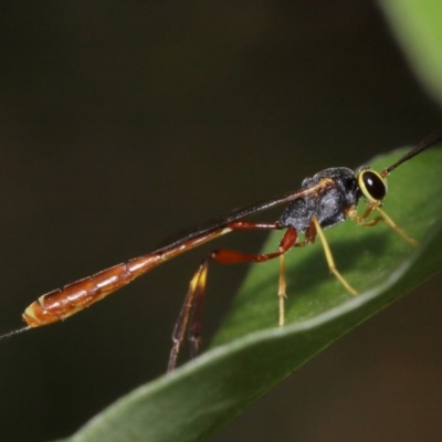 Ichneumonidae (family) (Unidentified ichneumon wasp) at Evatt, ACT - 29 Nov 2015 by TimL