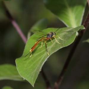 Ichneumonidae (family) at Evatt, ACT - 29 Nov 2015 07:11 AM