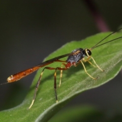 Ichneumonidae (family) at Evatt, ACT - 29 Nov 2015 07:11 AM