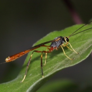 Ichneumonidae (family) at Evatt, ACT - 29 Nov 2015