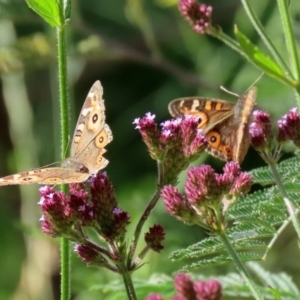 Junonia villida at Tennent, ACT - 28 Apr 2020