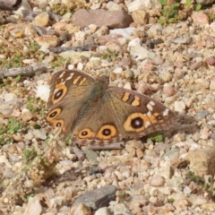 Junonia villida at Tennent, ACT - 28 Apr 2020