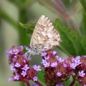 Theclinesthes serpentata at Tennent, ACT - 28 Apr 2020