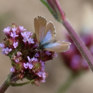 Theclinesthes serpentata at Tennent, ACT - 28 Apr 2020