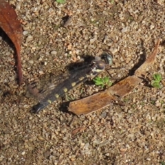 Cordulephya pygmaea (Common Shutwing) at Tennent, ACT - 28 Apr 2020 by RodDeb