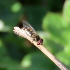 Melangyna sp. (genus) (Hover Fly) at Tennent, ACT - 28 Apr 2020 by RodDeb