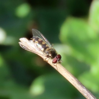 Melangyna sp. (genus) (Hover Fly) at Tennent, ACT - 28 Apr 2020 by RodDeb