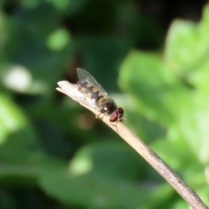 Melangyna viridiceps at Tennent, ACT - 28 Apr 2020