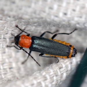 Chauliognathus tricolor at O'Connor, ACT - 28 Apr 2020