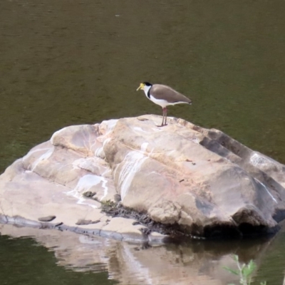 Vanellus miles (Masked Lapwing) at Tennent, ACT - 28 Apr 2020 by RodDeb