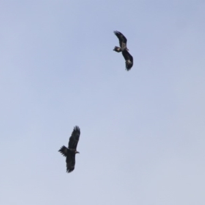 Aquila audax at Tennent, ACT - 28 Apr 2020 01:29 PM