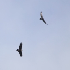 Aquila audax at Tennent, ACT - 28 Apr 2020 01:29 PM