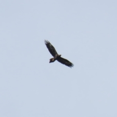 Aquila audax at Tennent, ACT - 28 Apr 2020 01:29 PM