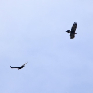 Aquila audax at Tennent, ACT - 28 Apr 2020 01:29 PM