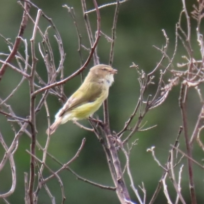 Smicrornis brevirostris (Weebill) at Tennent, ACT - 28 Apr 2020 by RodDeb