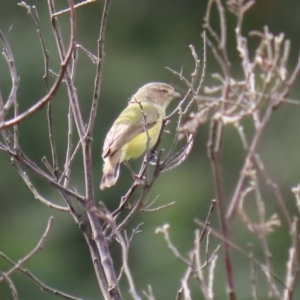 Smicrornis brevirostris at Tennent, ACT - 28 Apr 2020