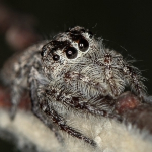 Clynotis severus at Melba, ACT - 11 Feb 2012