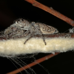 Clynotis severus at Melba, ACT - 11 Feb 2012