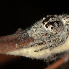 Clynotis severus at Melba, ACT - 11 Feb 2012 01:55 PM