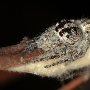 Clynotis severus at Melba, ACT - 11 Feb 2012