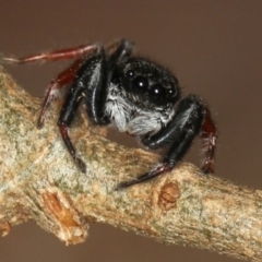 Apricia jovialis (Jovial jumping spider) at Melba, ACT - 15 Feb 2012 by Bron