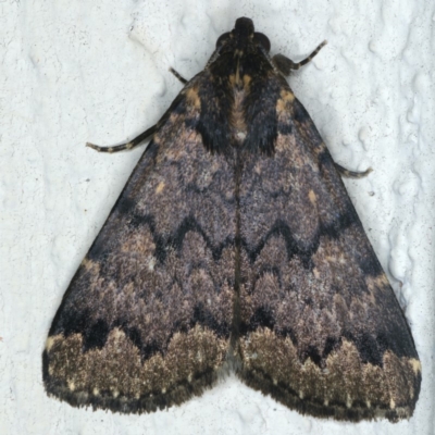 Mormoscopa phricozona (A Herminiid Moth) at Ainslie, ACT - 29 Apr 2020 by jb2602