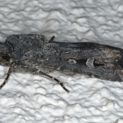 Agrotis infusa (Bogong Moth, Common Cutworm) at Ainslie, ACT - 29 Apr 2020 by jb2602