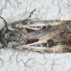 Agrotis munda at Ainslie, ACT - 29 Apr 2020 08:07 PM