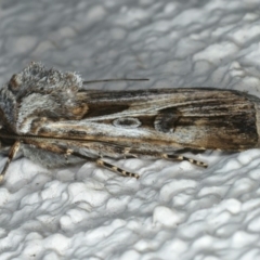 Agrotis munda at Ainslie, ACT - 29 Apr 2020