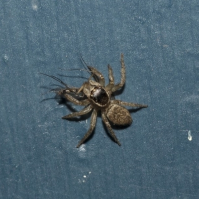 Maratus griseus (Jumping spider) at Higgins, ACT - 29 Apr 2020 by AlisonMilton