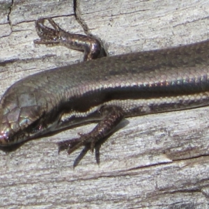 Morethia boulengeri at Coree, ACT - 28 Apr 2020 12:54 PM