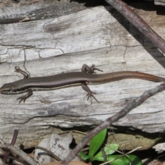 Morethia boulengeri at Coree, ACT - 28 Apr 2020 12:54 PM