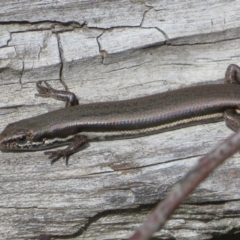 Morethia boulengeri at Coree, ACT - 28 Apr 2020 12:54 PM