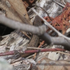 Morethia boulengeri at Coree, ACT - 28 Apr 2020 12:54 PM