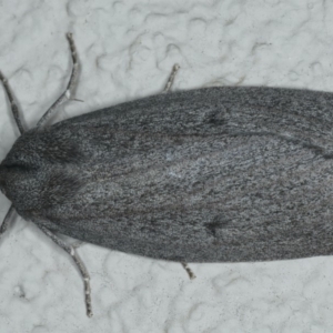 Paralaea ochrosoma at Ainslie, ACT - 29 Apr 2020