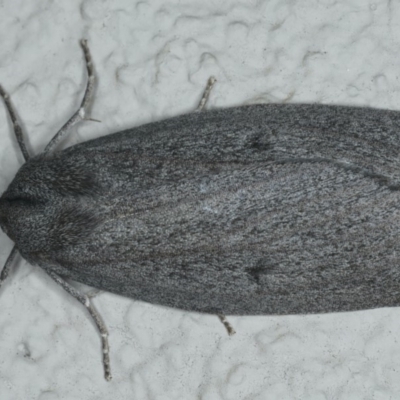 Paralaea ochrosoma (Fuscous Crest-moth) at Ainslie, ACT - 29 Apr 2020 by jb2602